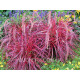 Rubrum