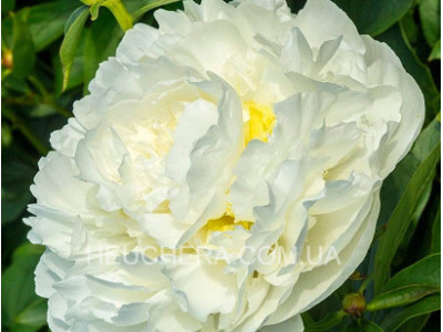 Duchesse De Nemour