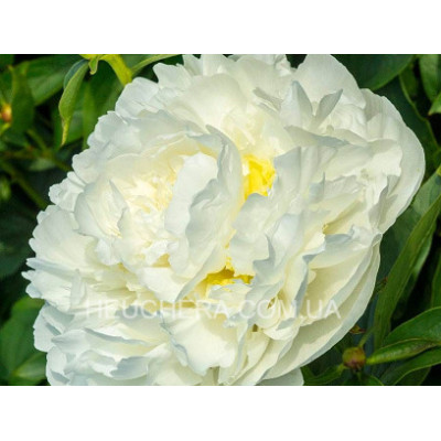 пион Duchesse De Nemour