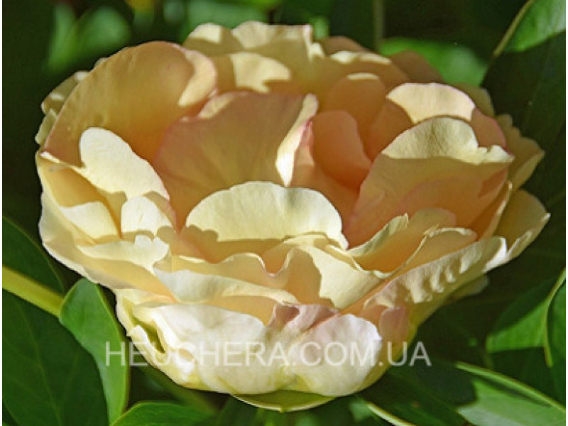 Canary Brilliants