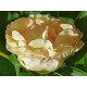 Canary Brilliants