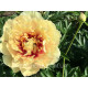 Canary Brilliants