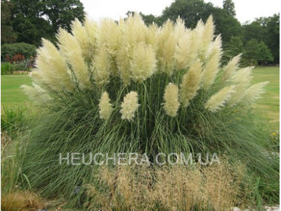 Pumila