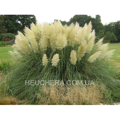Pumila