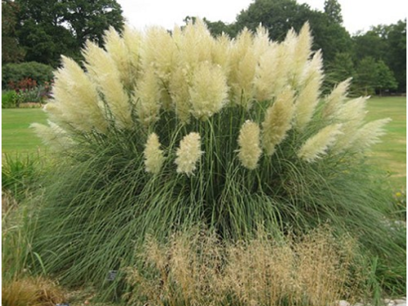 Pumila