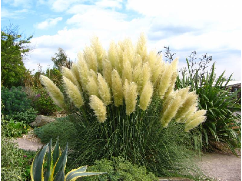Pumila