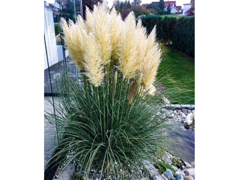 Pumila