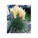 Pumila