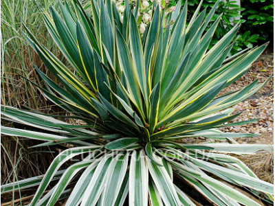 Variegata (юка)