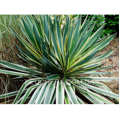 Variegata (юка)
