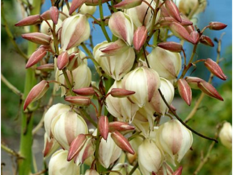 Variegata (юка)