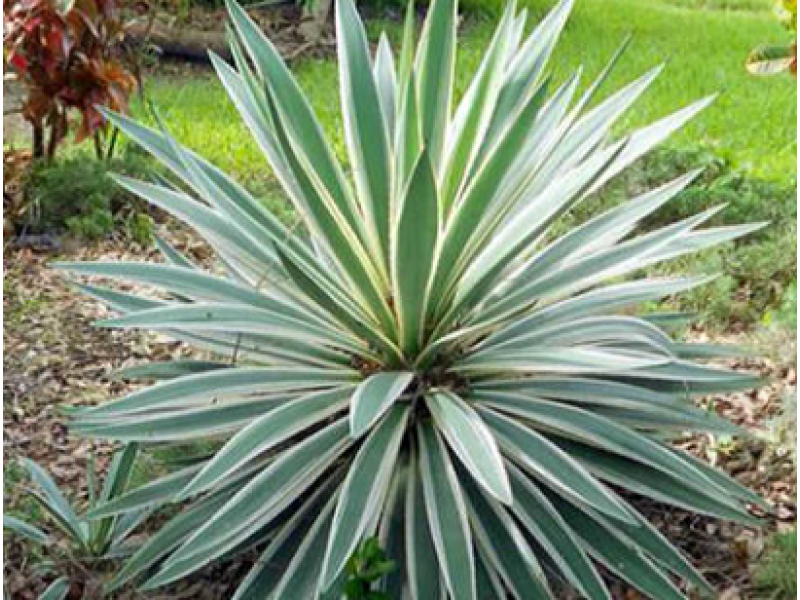 Variegata (юка)