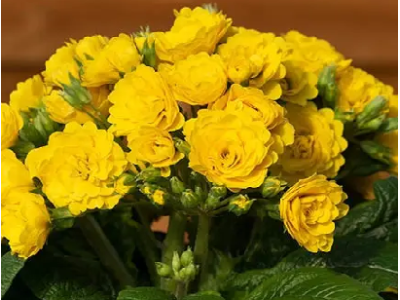 Sunny Yellow
