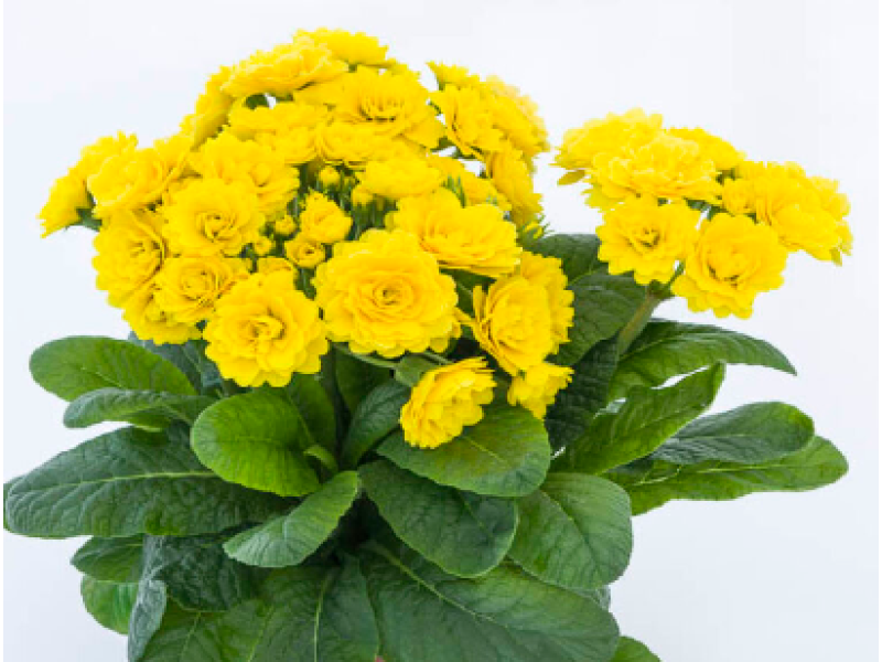 Sunny Yellow