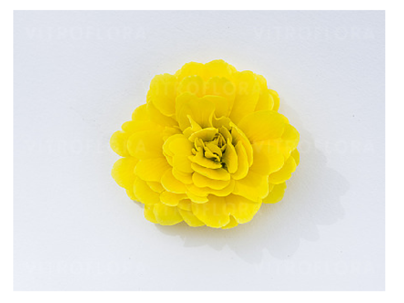 Sunny Yellow