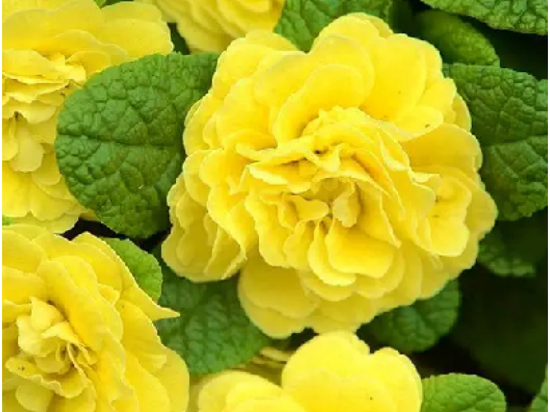 Sunny Yellow