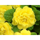 Sunny Yellow