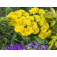 Sunny Yellow