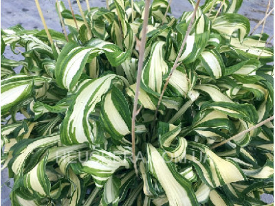 Twisted Spearmint