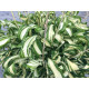 Twisted Spearmint