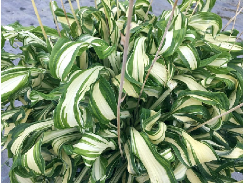 Twisted Spearmint