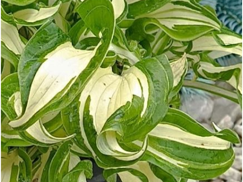 Twisted Spearmint