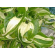 Twisted Spearmint