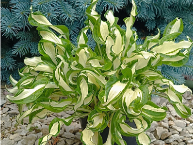 хоста Twisted Spearmint