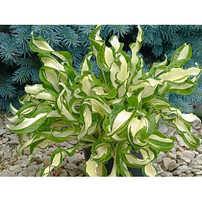 хоста Twisted Spearmint