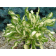 Twisted Spearmint