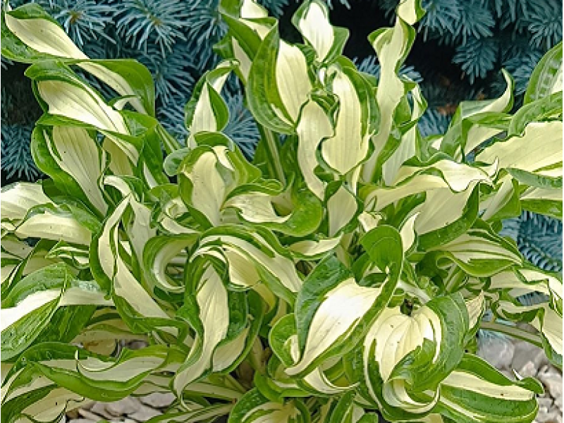 Twisted Spearmint