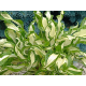 Twisted Spearmint