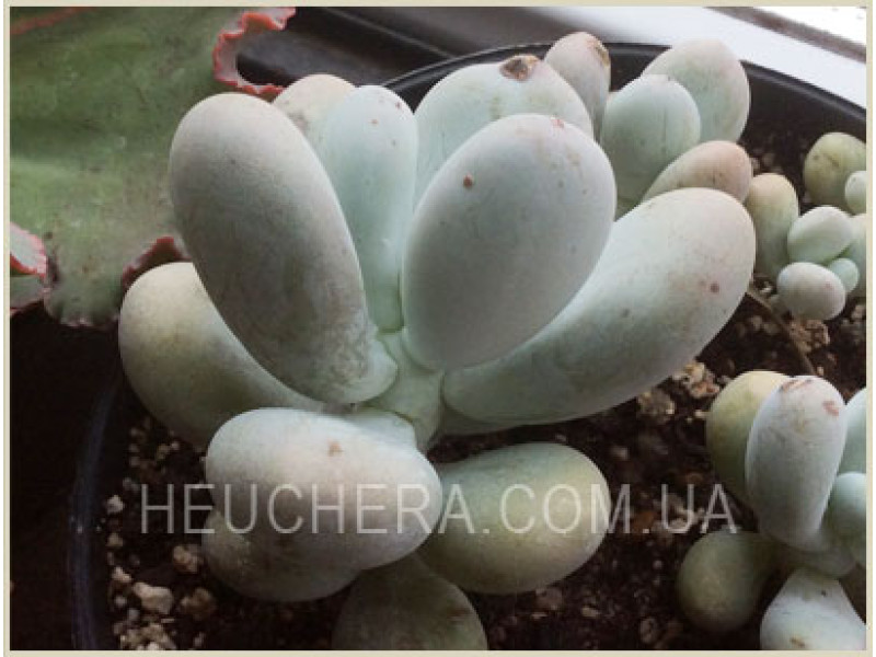 Oviferum (Пахифитум)