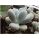 Oviferum (Пахифитум)