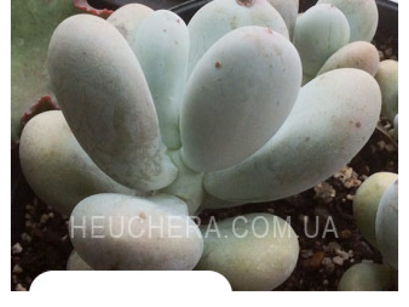 Oviferum (Пахифитум)