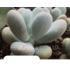 Oviferum (Пахифитум)