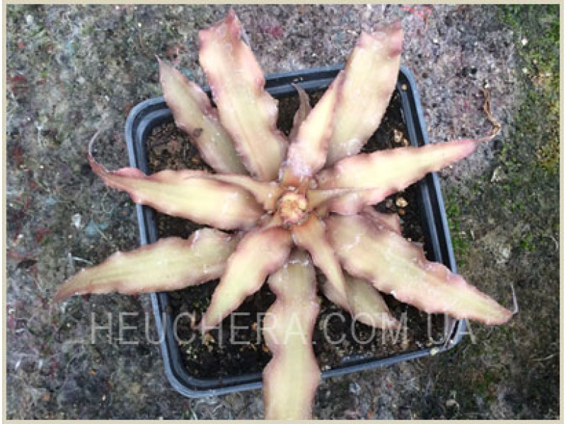 Cryptanthus (Бромелиевые)