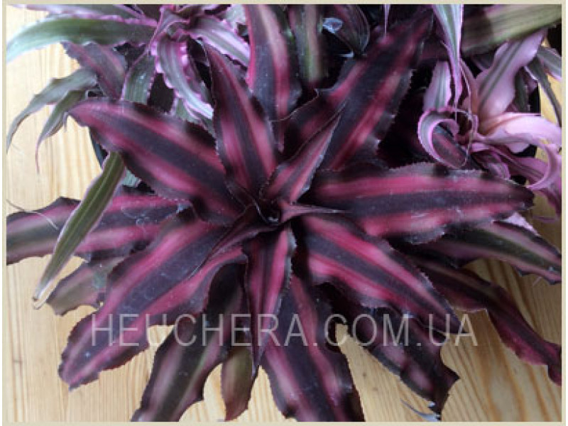 Cryptanthus (Бромелиевые)