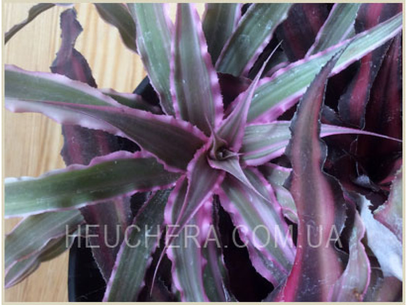 Cryptanthus (Бромелиевые)