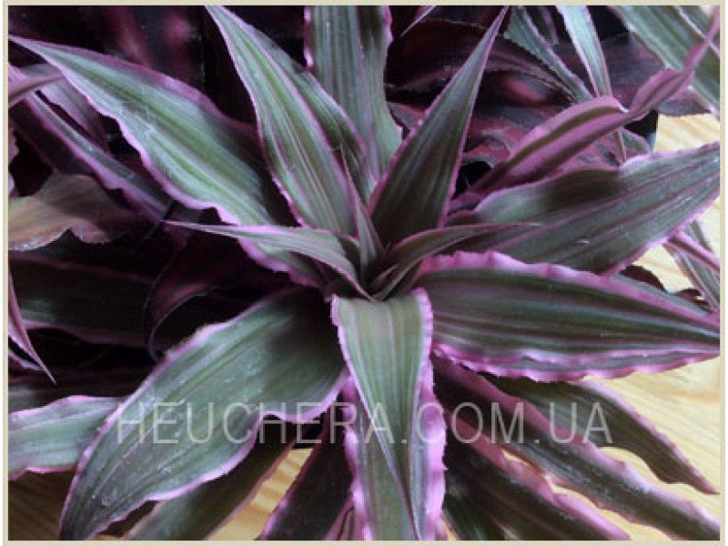 Cryptanthus (Бромелиевые)