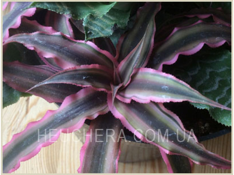 Cryptanthus (Бромелиевые)