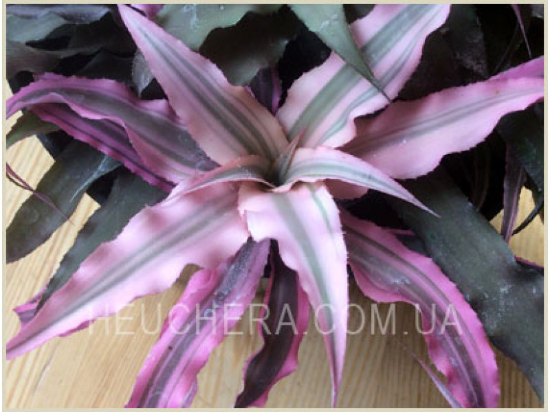 Cryptanthus (Бромелиевые)