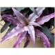 Cryptanthus (Бромелиевые)