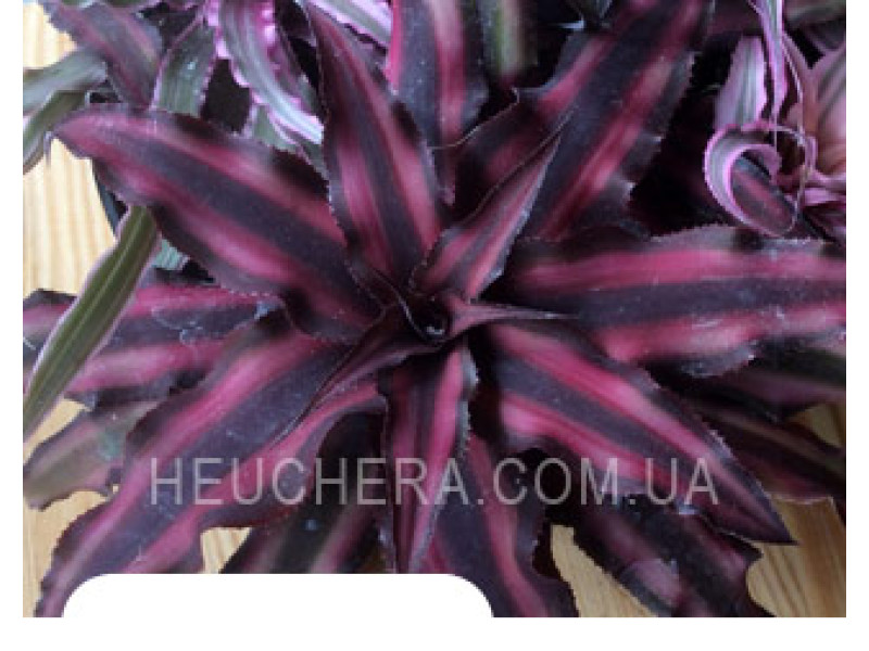 Cryptanthus (Бромелиевые)