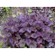 гейхера Frosted Violet C1,5