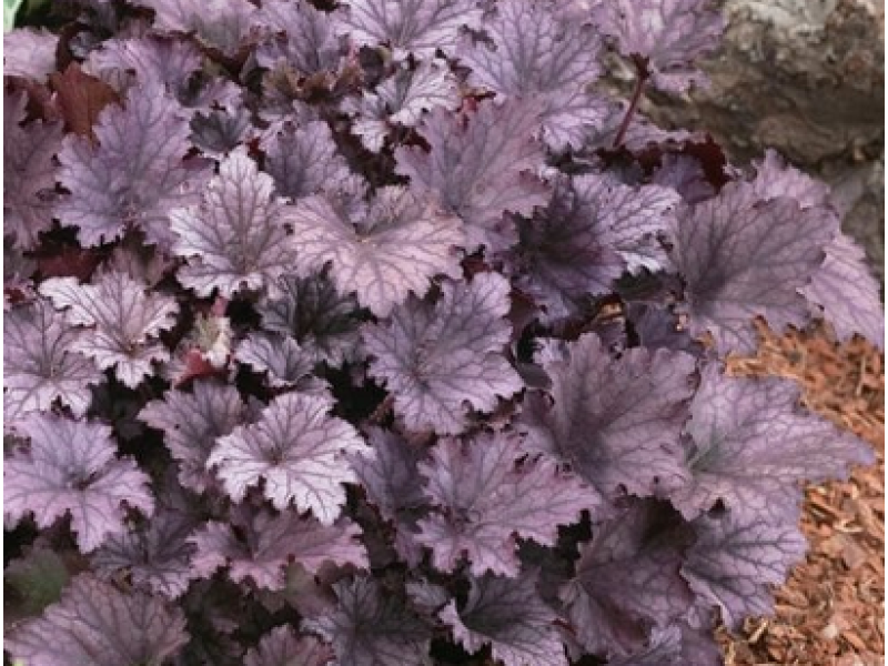 гейхера Frosted Violet C1,5