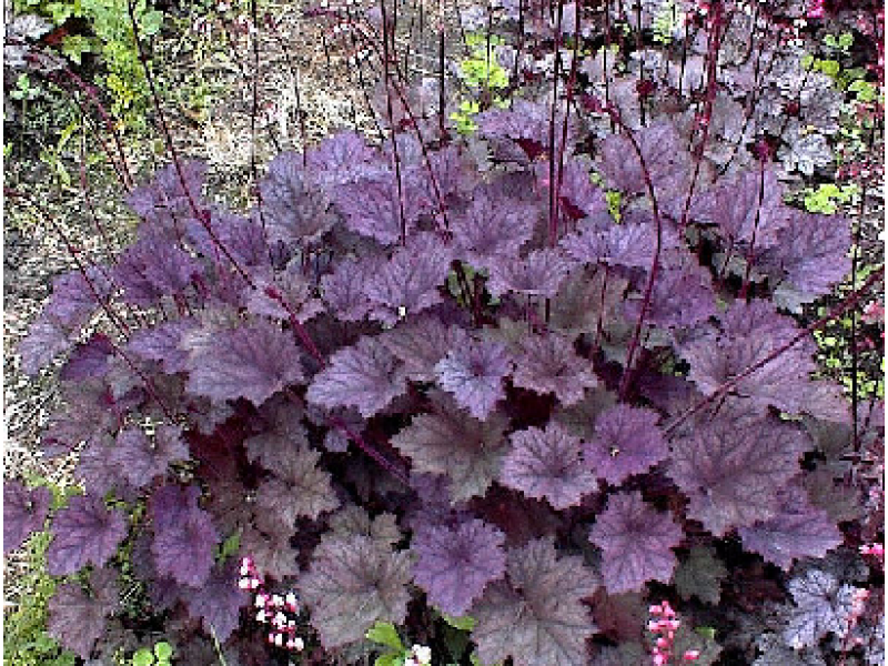 гейхера Frosted Violet C1,5