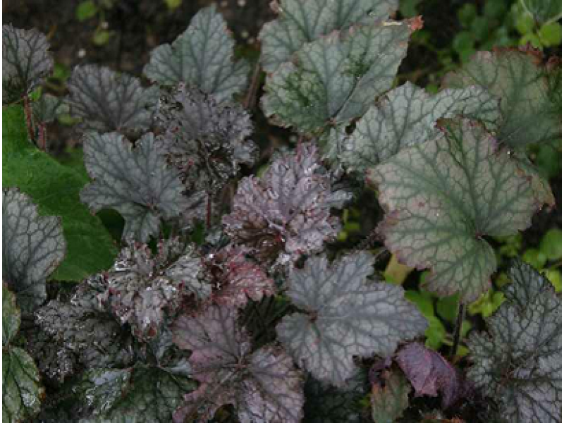 гейхера Frosted Violet C1,5