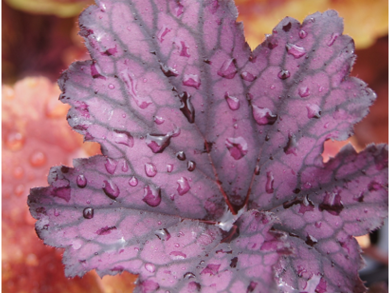 гейхера Frosted Violet C1,5