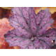 гейхера Frosted Violet C1,5